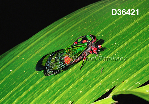 Carineta diardi (Cicadidae)
